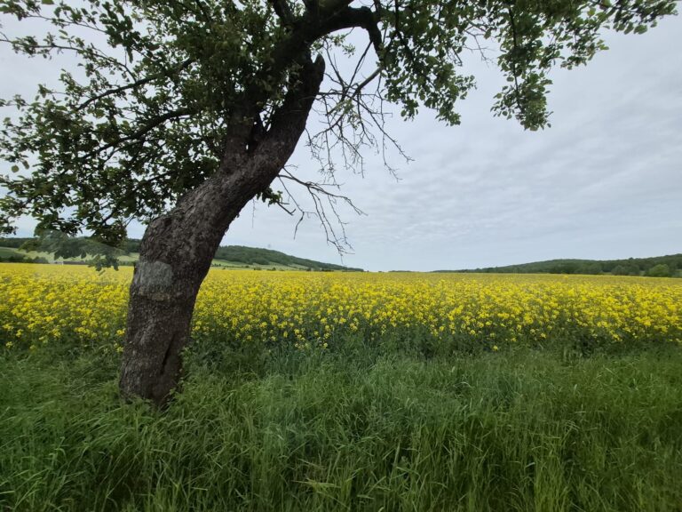 oldi_goer_002